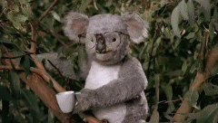 A koala getting punched in the face, while wearing glasses and holding a coffee.